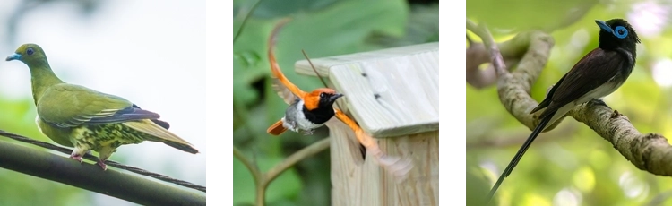 ズアカアオバト・ホントウアカヒゲ・サンコウチョウ