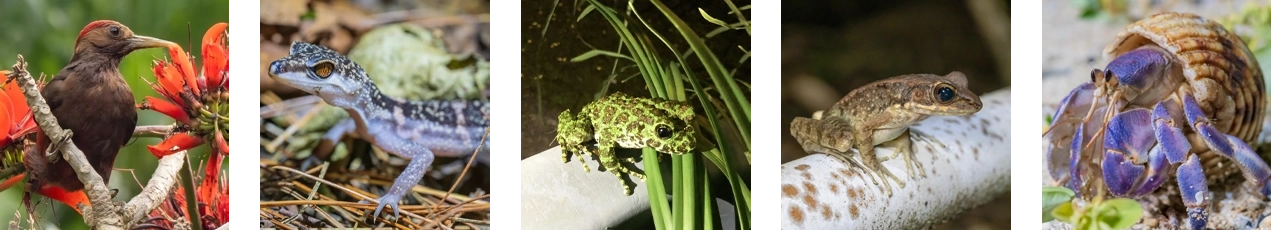 ノグチゲラ・クロイワトカゲモドキ・イシカワガエル・ハナサキガエル・ヤドカリ