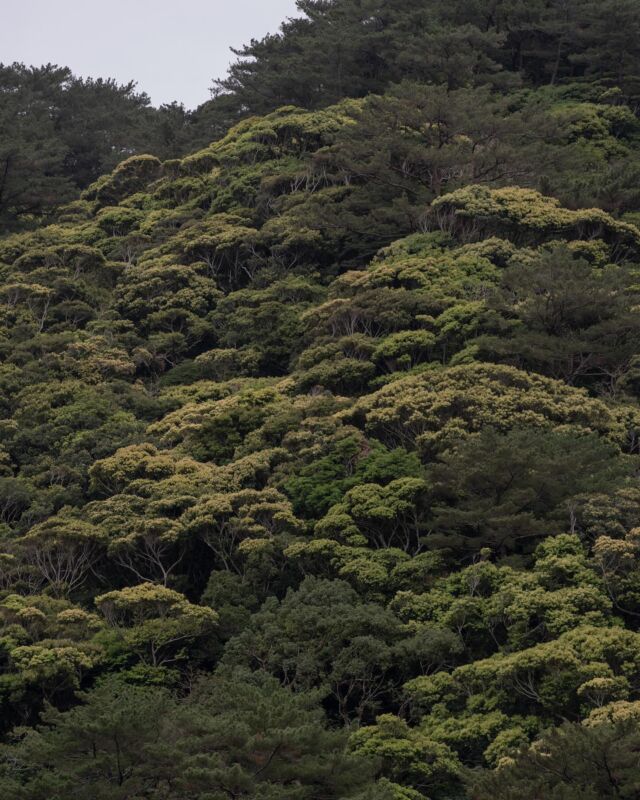 2月最後の日。
やんばるの森はたくさんの新緑が
みられるようになってきました👍

春が近いです🌸
暖かくなってるのでヤンバルクイナも
活発になってきましたよー😊
______________________________________
 #沖縄で１番野生のヤンバルクイナに会えるリゾートホテル #やんばる #沖縄 #okinawa 
.
#yambaru  #nationalparkjapan
______________________________________
宿泊する際のお支払い方法は、クレジットカード、電子マネー以外にも、auPAY、d払い、LINE Pay、メルペイ、PayPay、楽天ペイ、Jcoinペイがご利用できます。