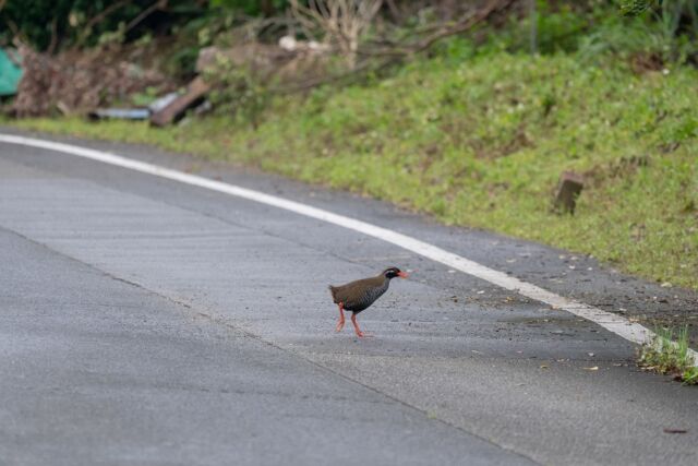 寒くなると‥

ヤンバルクイナ、11月ぐらいか寒くなってくると
現れる頻度が下がってきます🙇‍♂️

もし近々アダガーデンホテル沖縄に
宿泊予定の方！

日が昇り始める時間帯が1番おすすめです👍
寒くなる前のまだ会える確率が高いうちに
ホテル周りを朝散歩して探してくださいねー😊！
______________________________________
 #やんばる  #国頭村 #やんばるホテル
沖縄で１番野生のヤンバルクイナに会えるリゾートホテル 
______________________________________
宿泊する際のお支払い方法は、クレジットカード、電子マネー以外にも、auPAY、d払い、LINE Pay、メルペイ、PayPay、楽天ペイ、Jcoinペイがご利用できます。