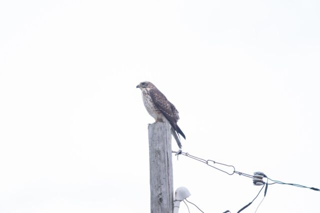 サシバ🦅

最近のやんばる、
秋に訪れるサシバを
よく見かけるようになってきました🦅

予報をみるとやんばるは
来週の月曜から気温が下がりそうです😊

さらにホテルは山奥にあるので少し冷えます🤔
宿泊予定の方は簡単に羽織れるものを
ご準備くださいねー👍
______________________________________
 #やんばる  #国頭村 #やんばるホテル
沖縄で１番野生のヤンバルクイナに会えるリゾートホテル 
______________________________________
宿泊する際のお支払い方法は、クレジットカード、電子マネー以外にも、auPAY、d払い、LINE Pay、メルペイ、PayPay、楽天ペイ、Jcoinペイがご利用できます。